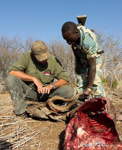 Shot Lesser Kudu